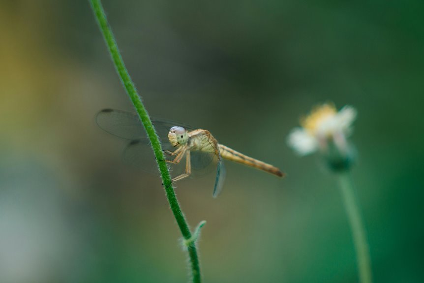 meadowtrace slip identification number