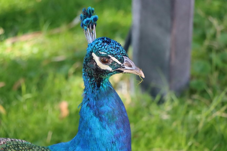 molten crest archive document